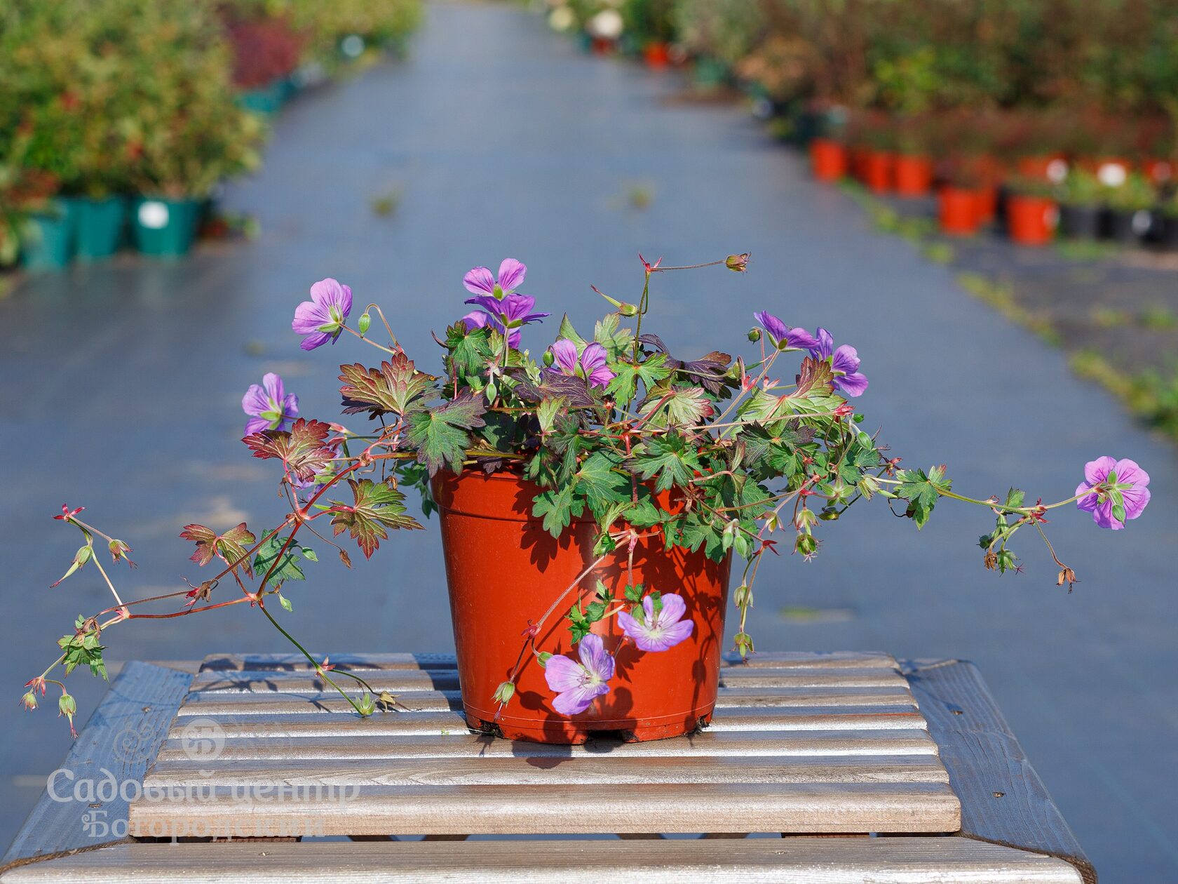 Geranium Rozanne Jolly Bee