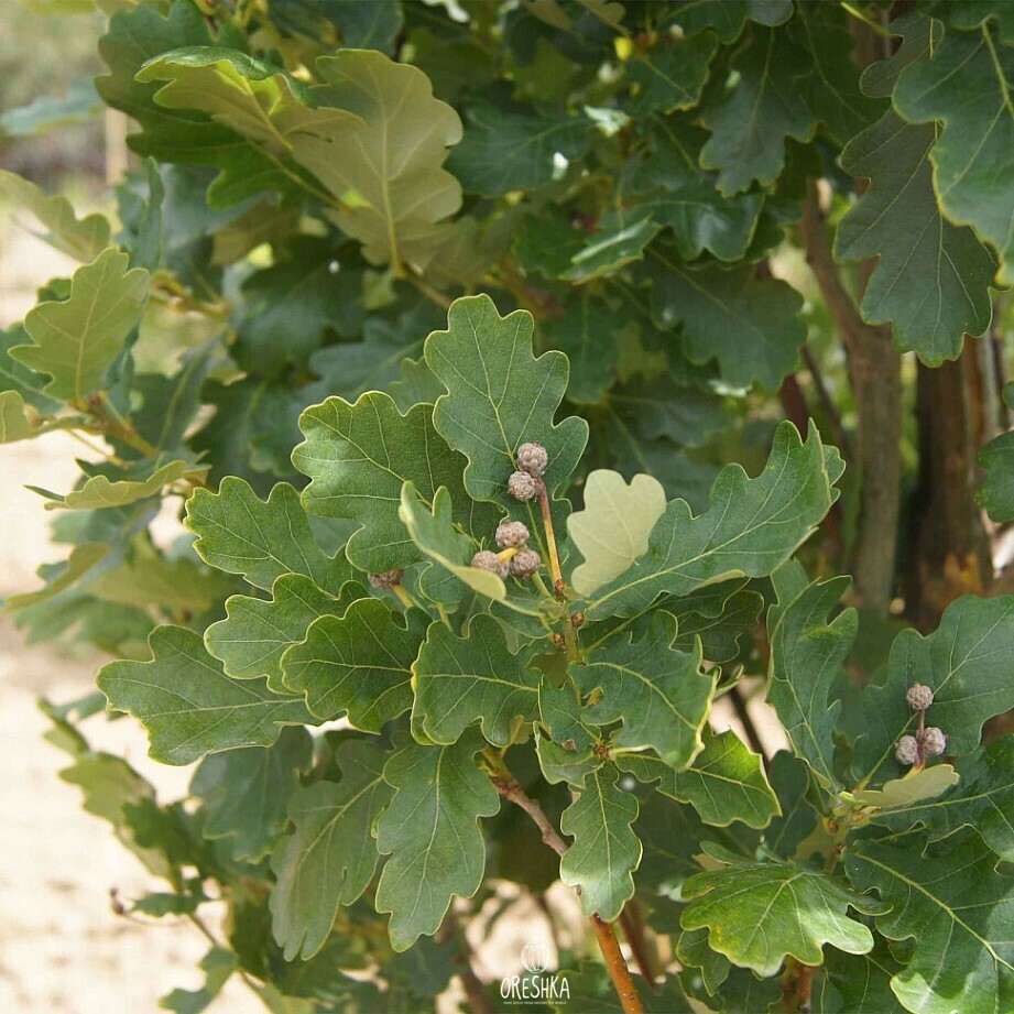 Quercus Robur Fastigiata
