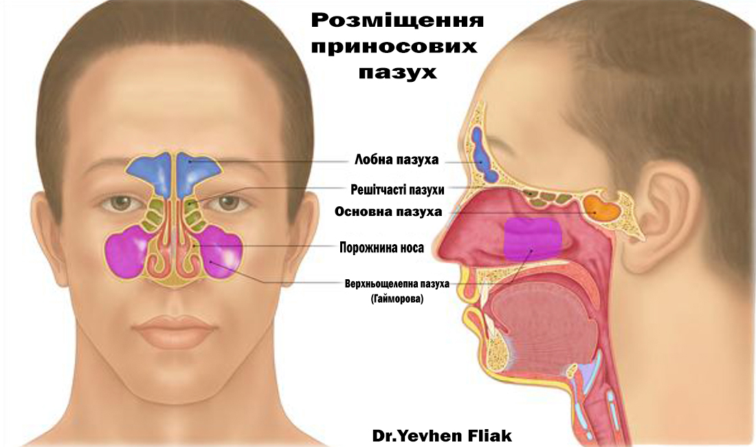 Верхнечелюстная пазуха картинка