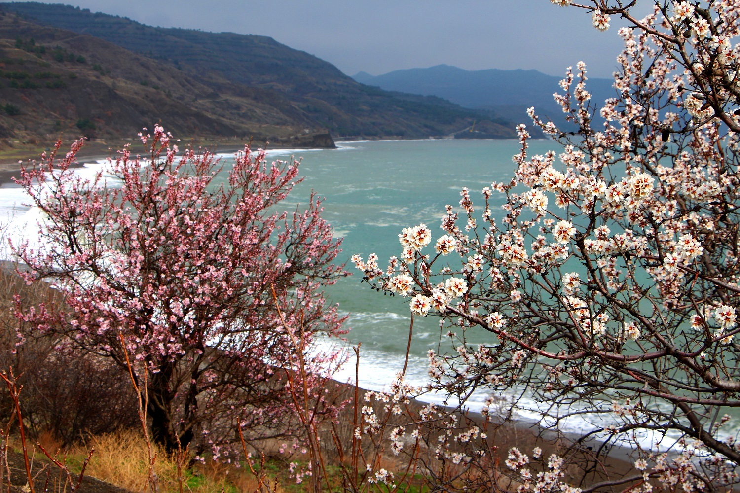 Цветение миндаля и персика в Крыму