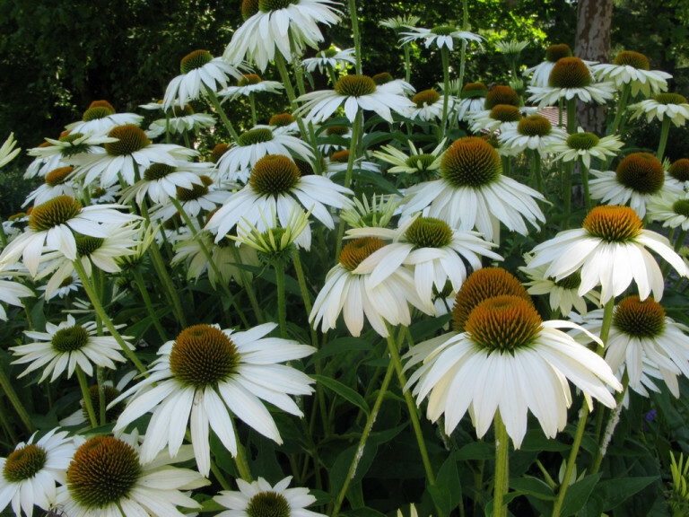 Rudbeckia Aster Echinacea