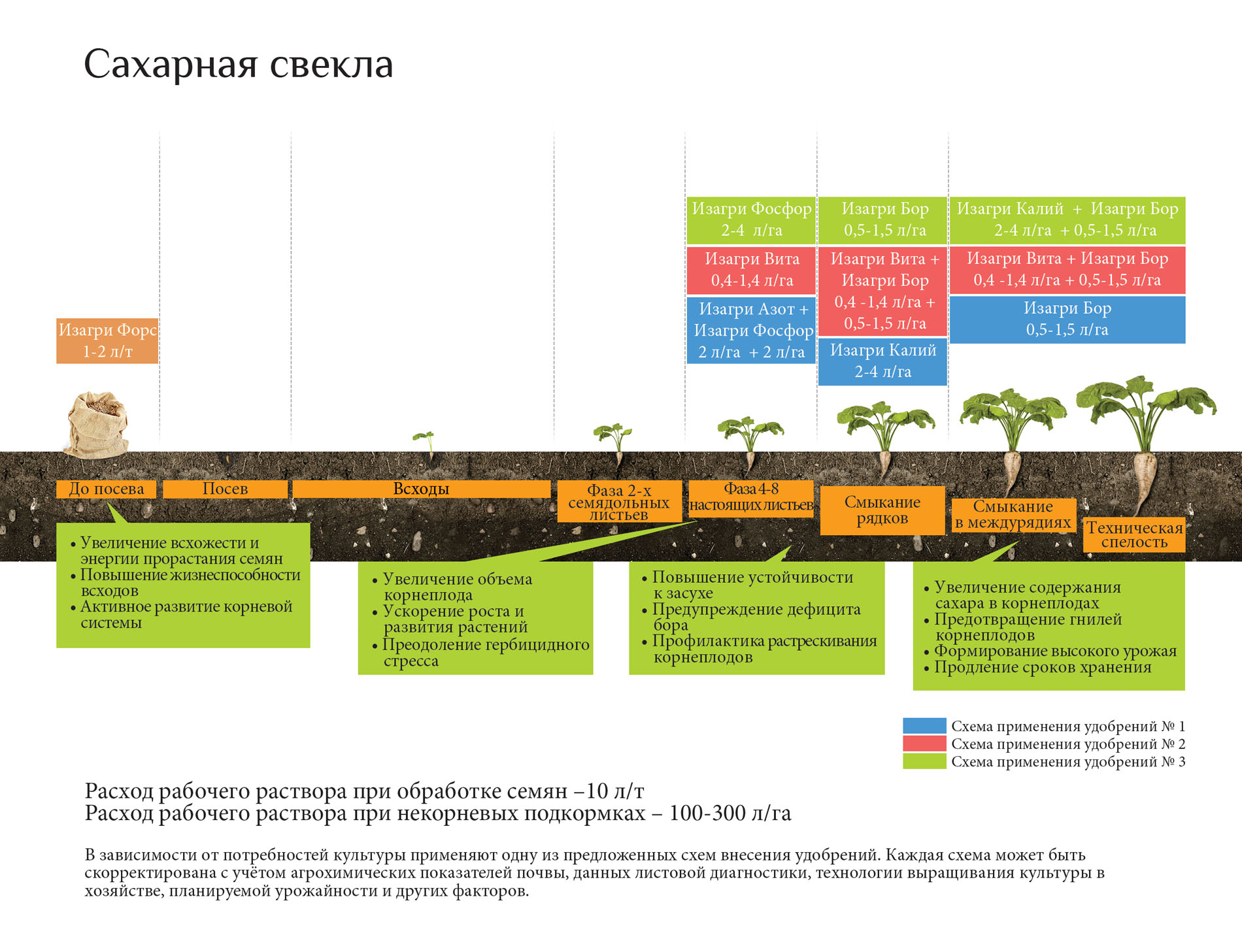 Технология выращивания сахарного буряка 48
