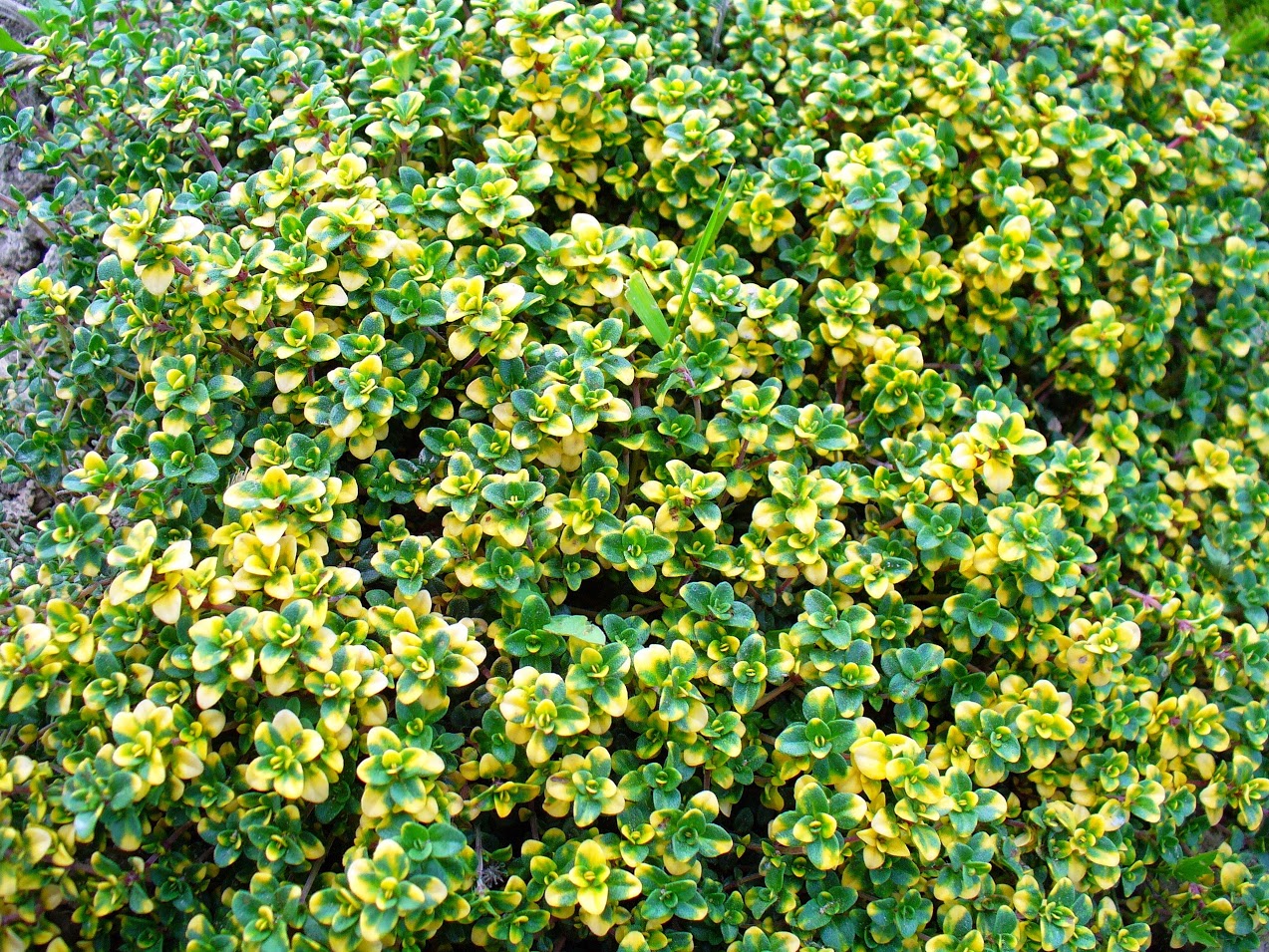 Тимьян лимоннопахнущий (Thymus citriodorus)