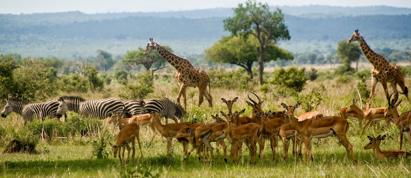 Национальный парк Микуми в Танзании