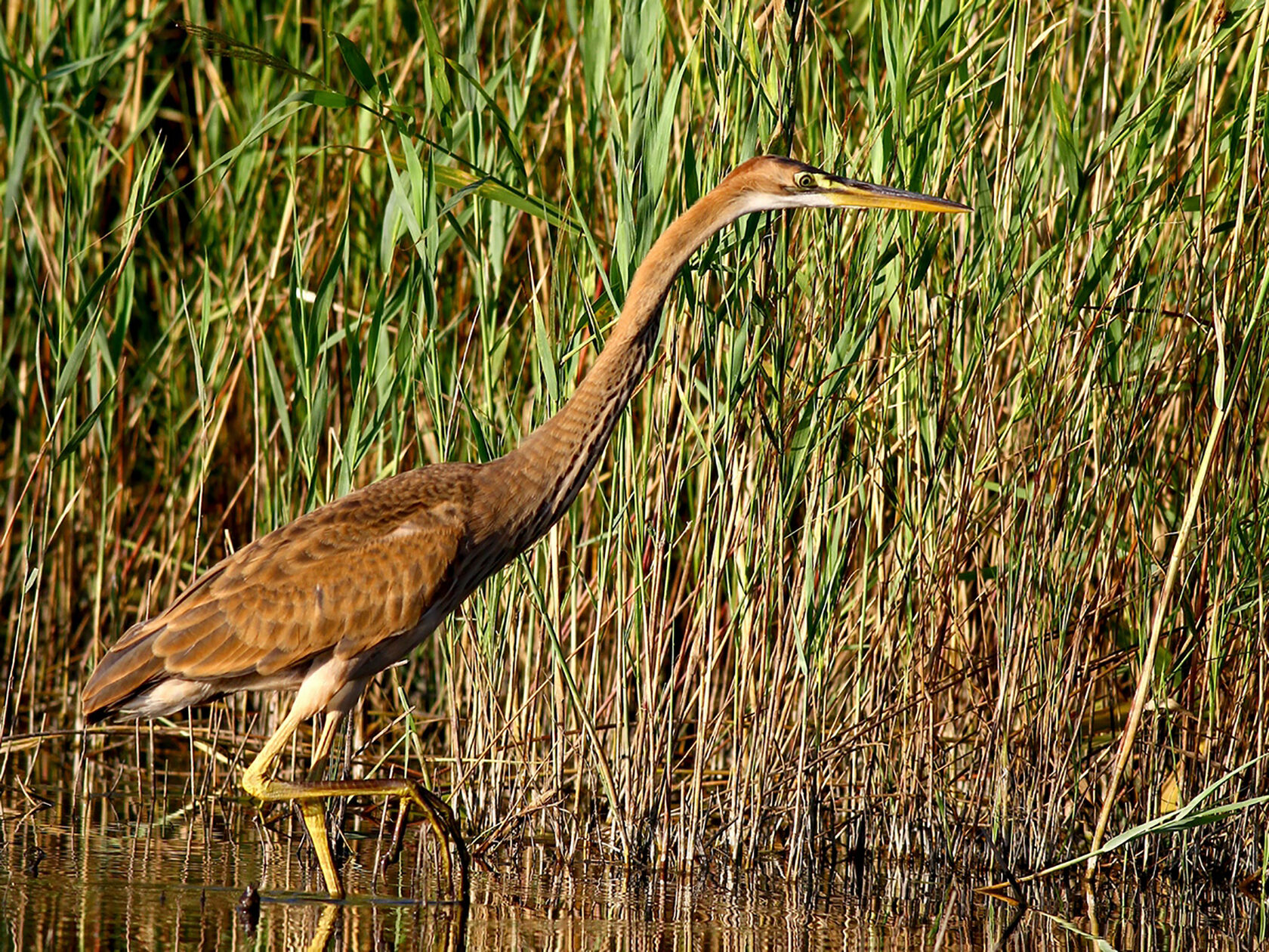 Рыжая цапля / Ardea purpurea / Purple Heron