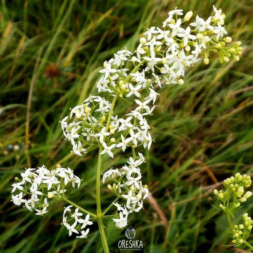 Galium Mollugo Fresh Seeds Hedge Bedstraw Bedstraw Oreshka Seeds