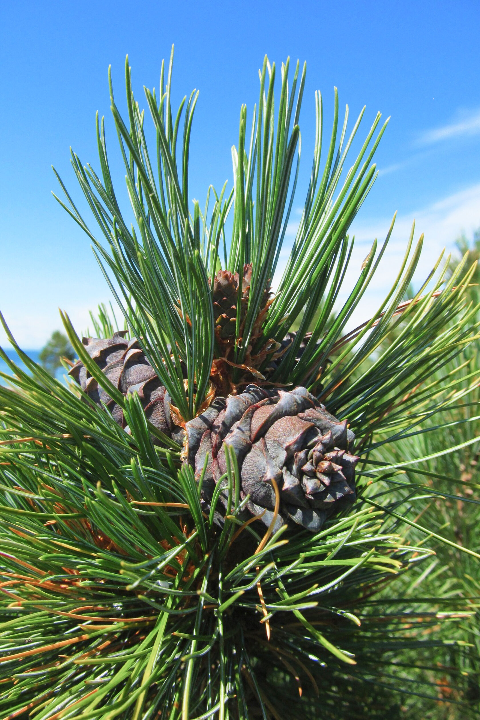 Кедр Сибирский Фото — Фото Картинки