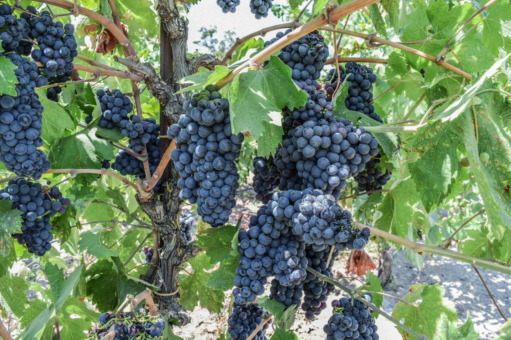 виноград макси черный фото