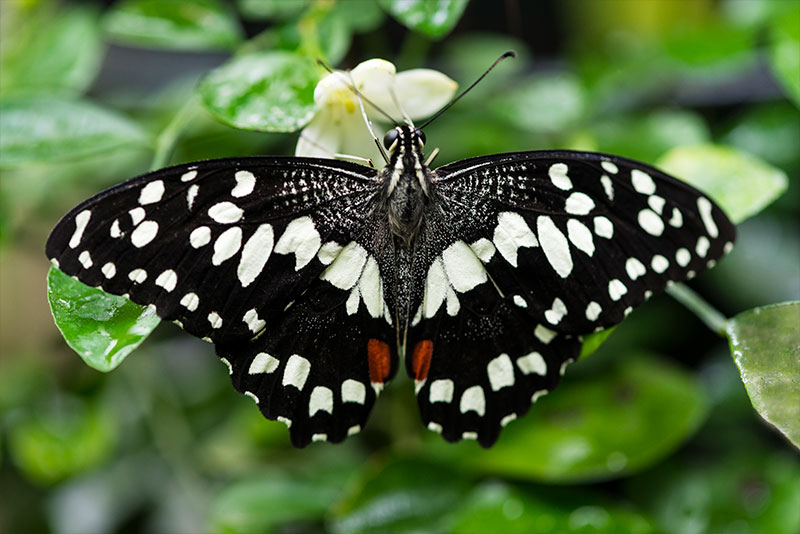 Бабочка Черная С Белыми Краями Фото