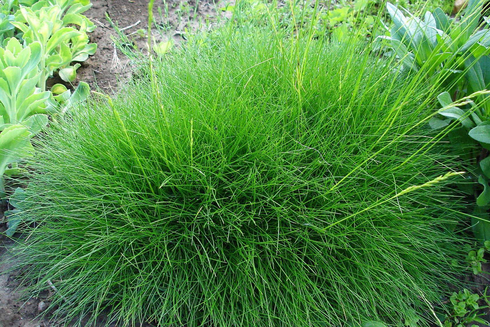 Овсяница Готье (Festuca Gautieri)