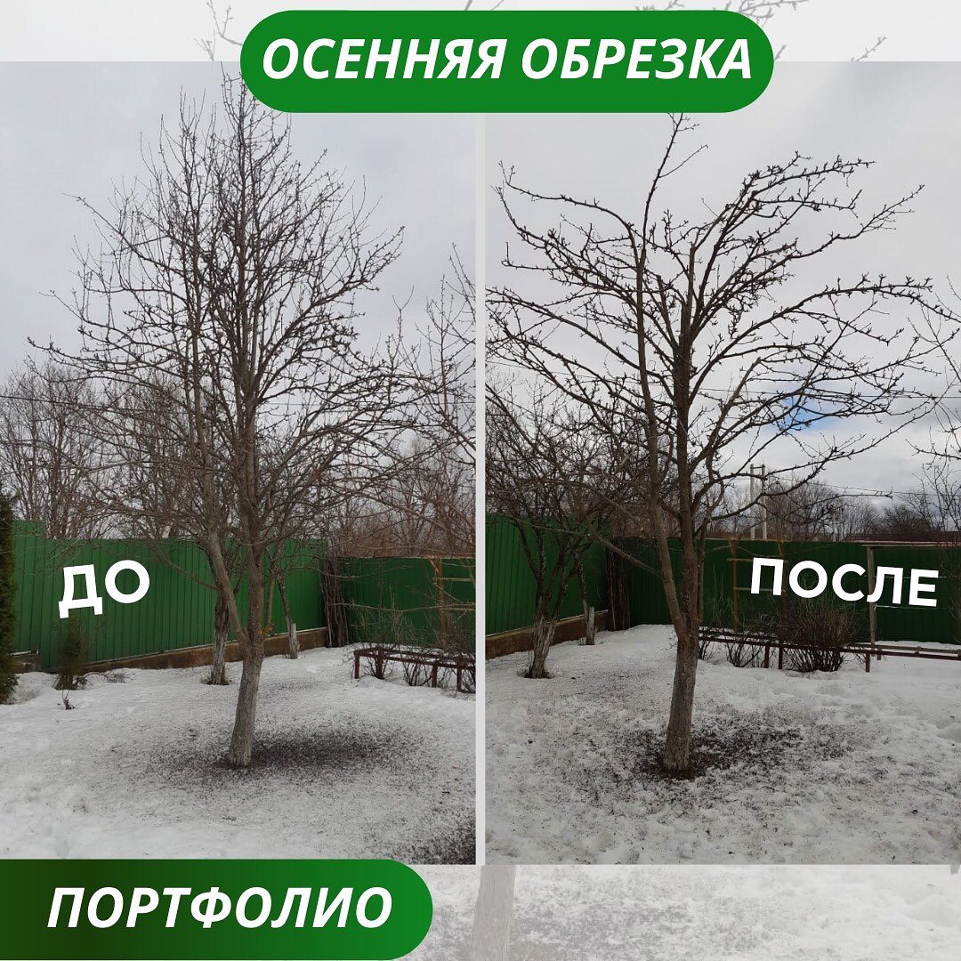 Обрезка груши