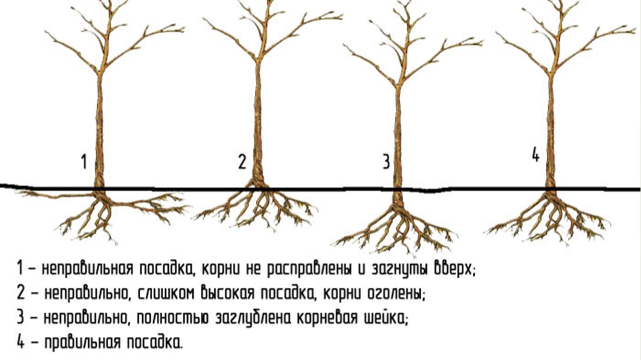 Когда сажать яблони весной или осенью 61