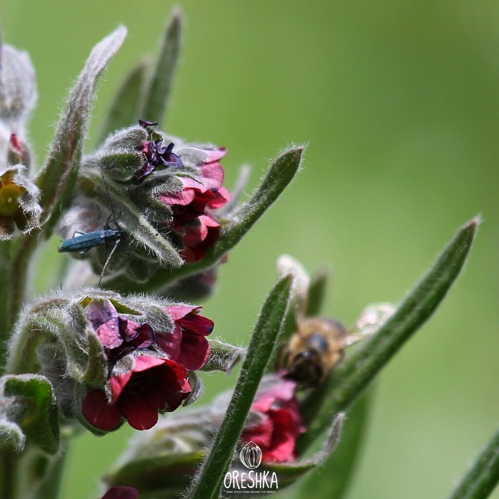 Чернокорень лекарственный от мышей фото — Каталог Фото
