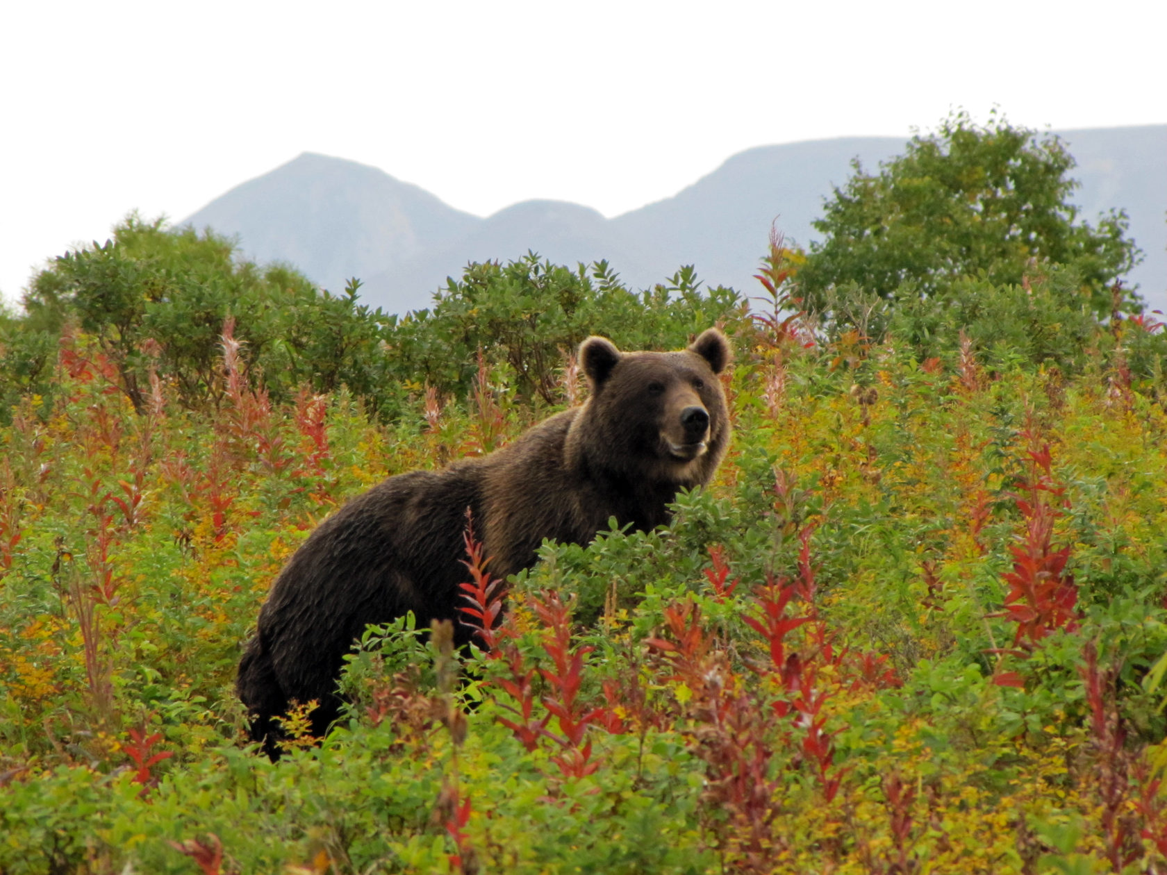 Медведь Урал