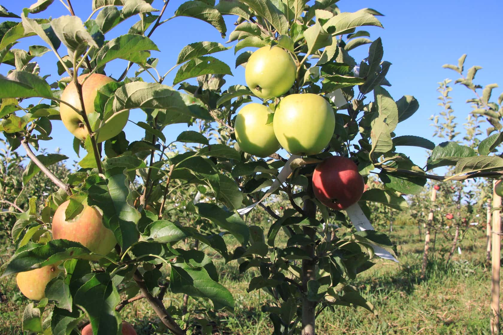 Многосортовая яблоня Краснодар