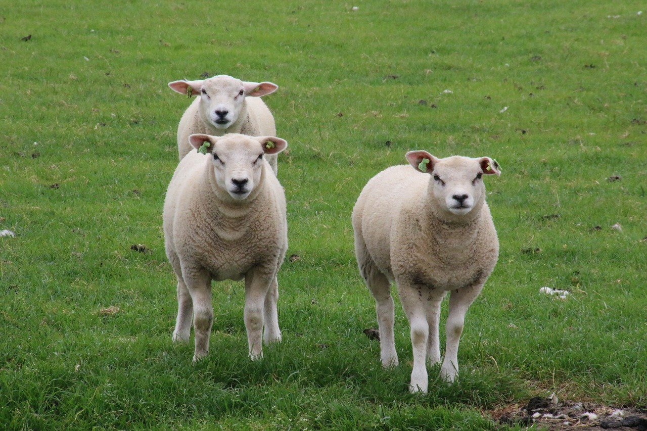 Овцы Тексель (Texel)