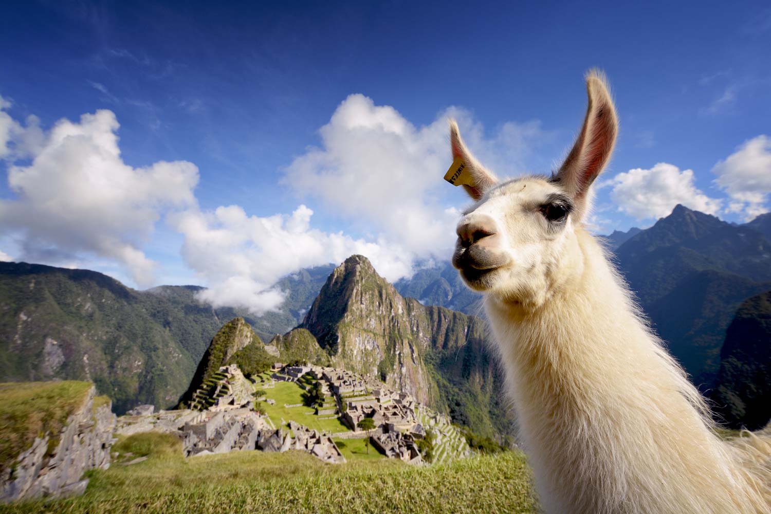 Перуанская лама