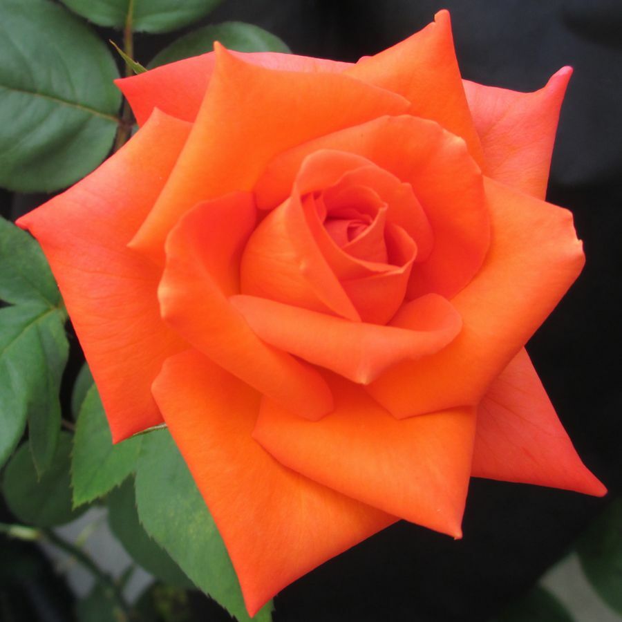Роза чайно-гибридная оранж