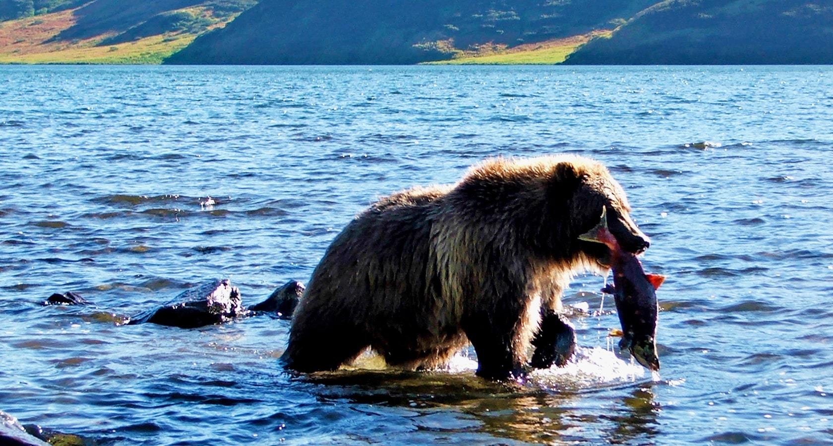 Курильское озеро Камчатка медведи