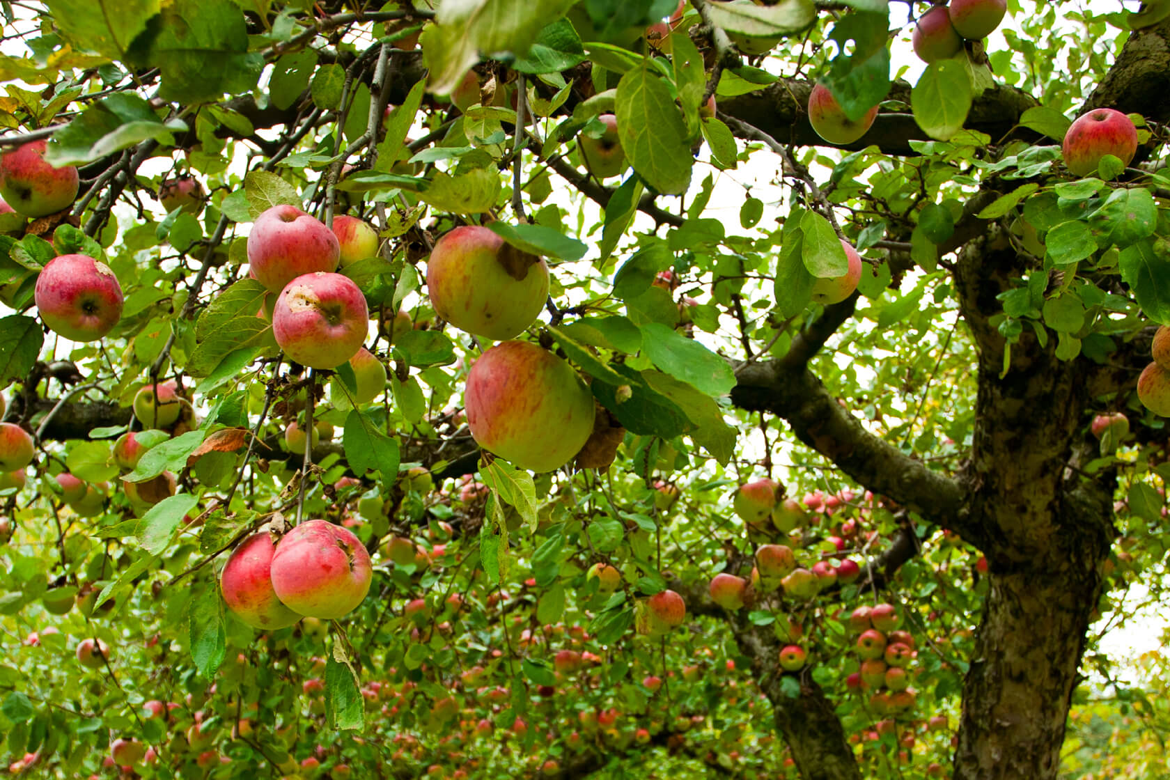 Сад с яблонями и клубниками