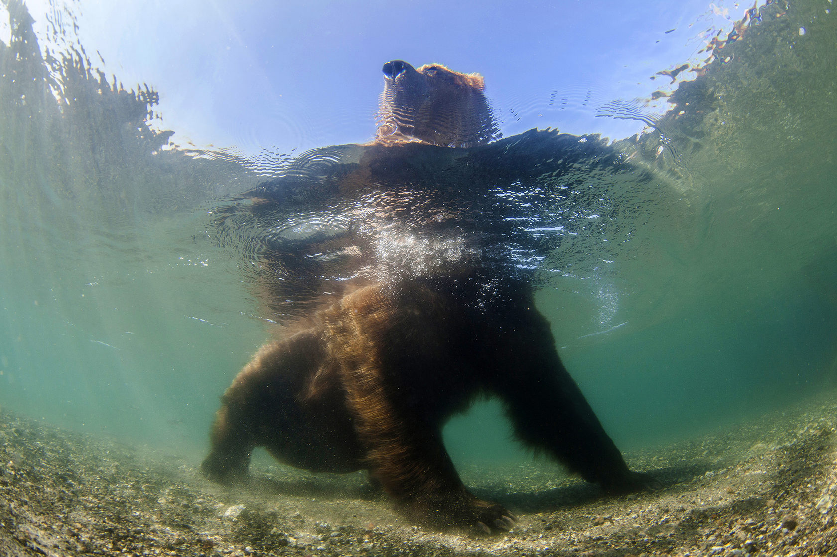 Медведь в воде фото