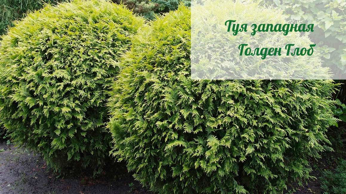 Туя шарообразная посадка и уход Туя шарообразная посадка и уход