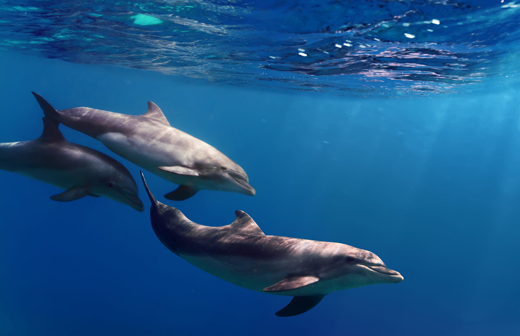 Картинки дельфины в море