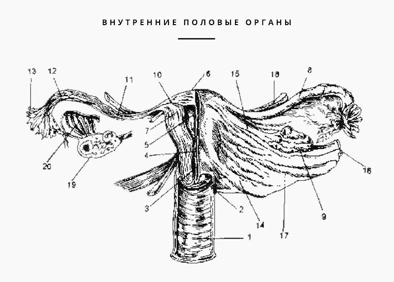 Строение матки рисунок