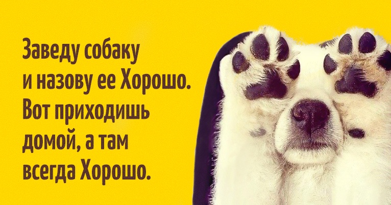 Завести себе собаку цитаты Завести себе собаку цитаты