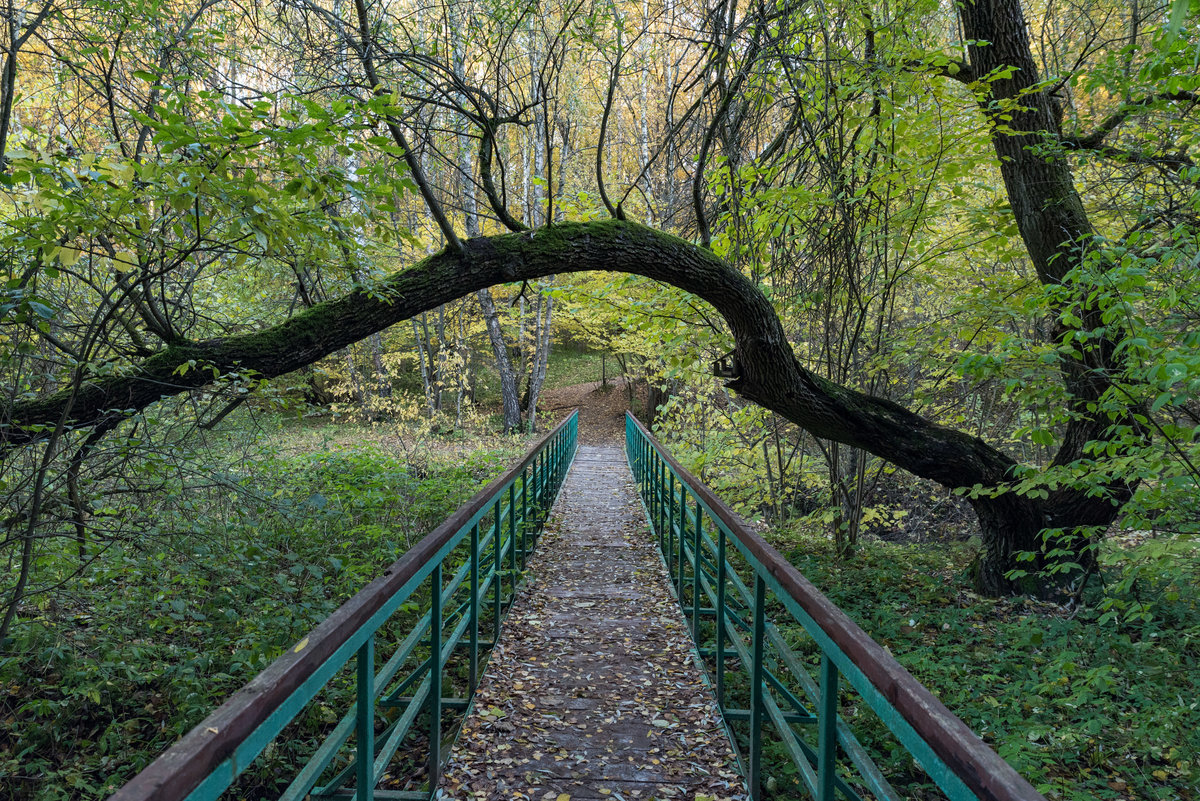 Природно-исторический парк «Битцевский лес»