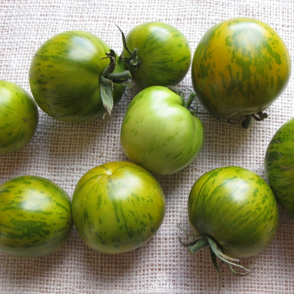 Зеленый полосатик томат