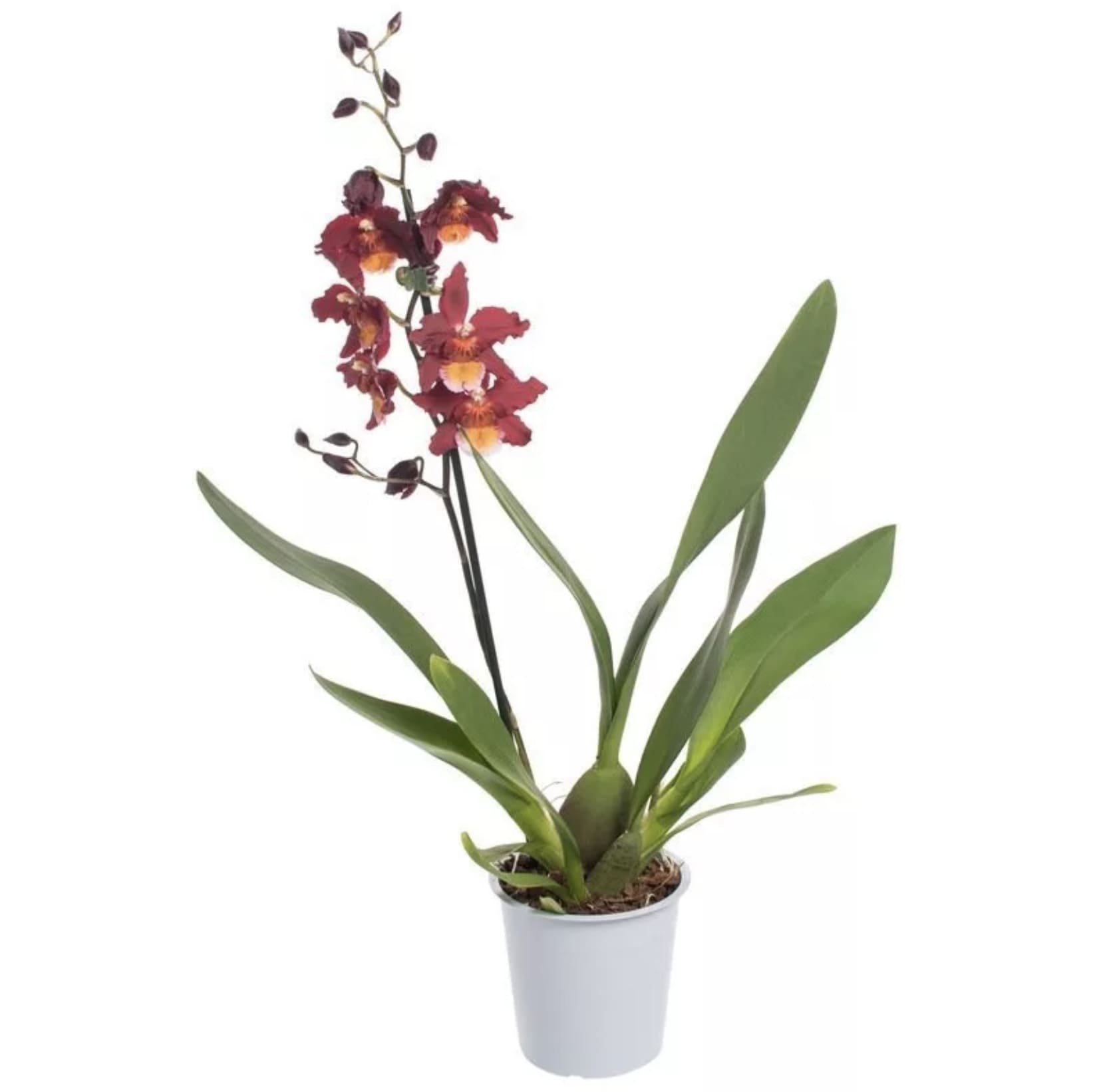 Орхидея Камбрия Самба