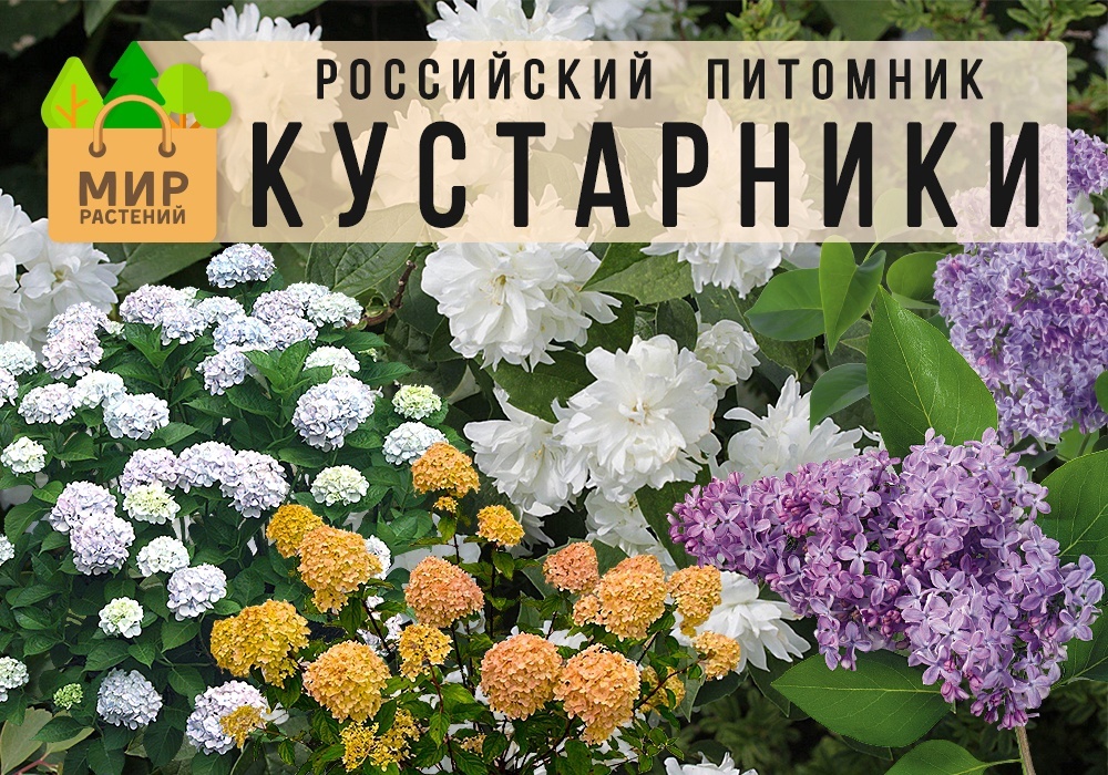 Куст Рф Интернет Магазин