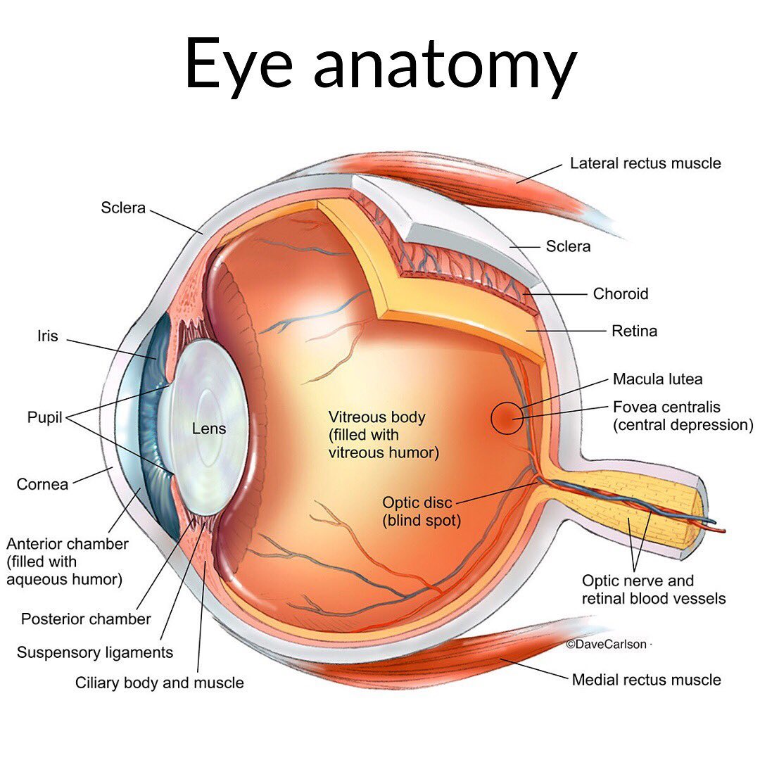 Строение глаза анатомия латынь