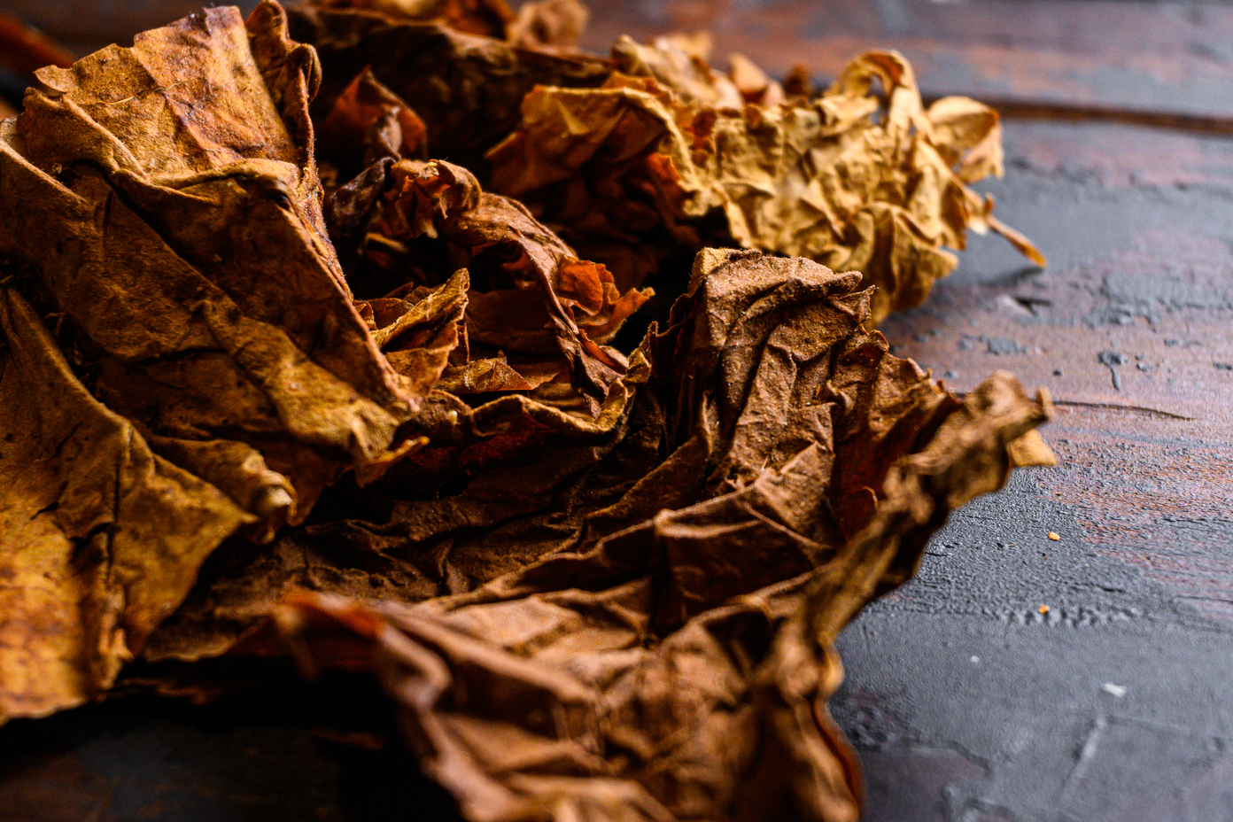 фото листьев табака