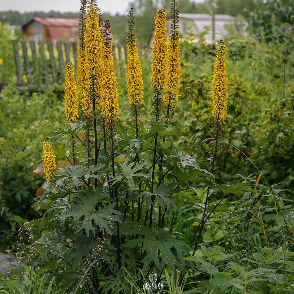 Бузульник Пржевальского Ligularia przewalskii