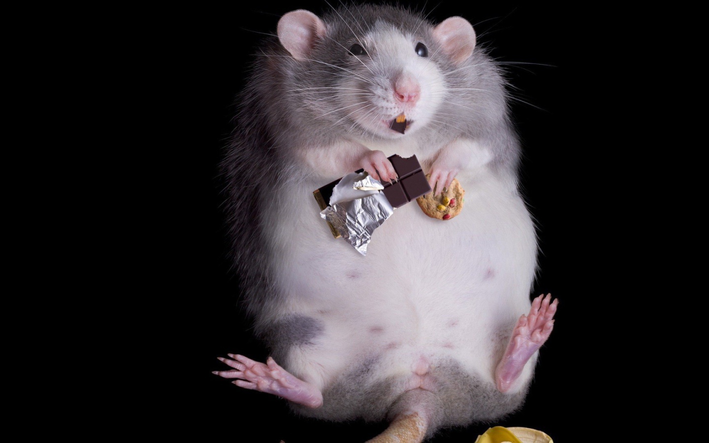 Толстая мышь арт