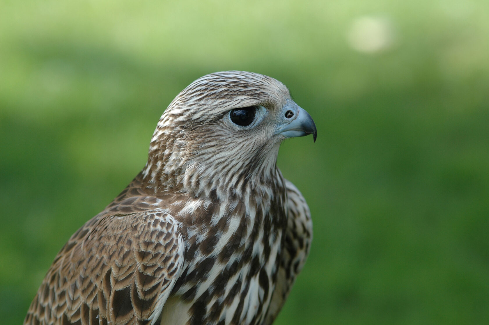 Алтайский Сокол (Falco cherrug altaicus)