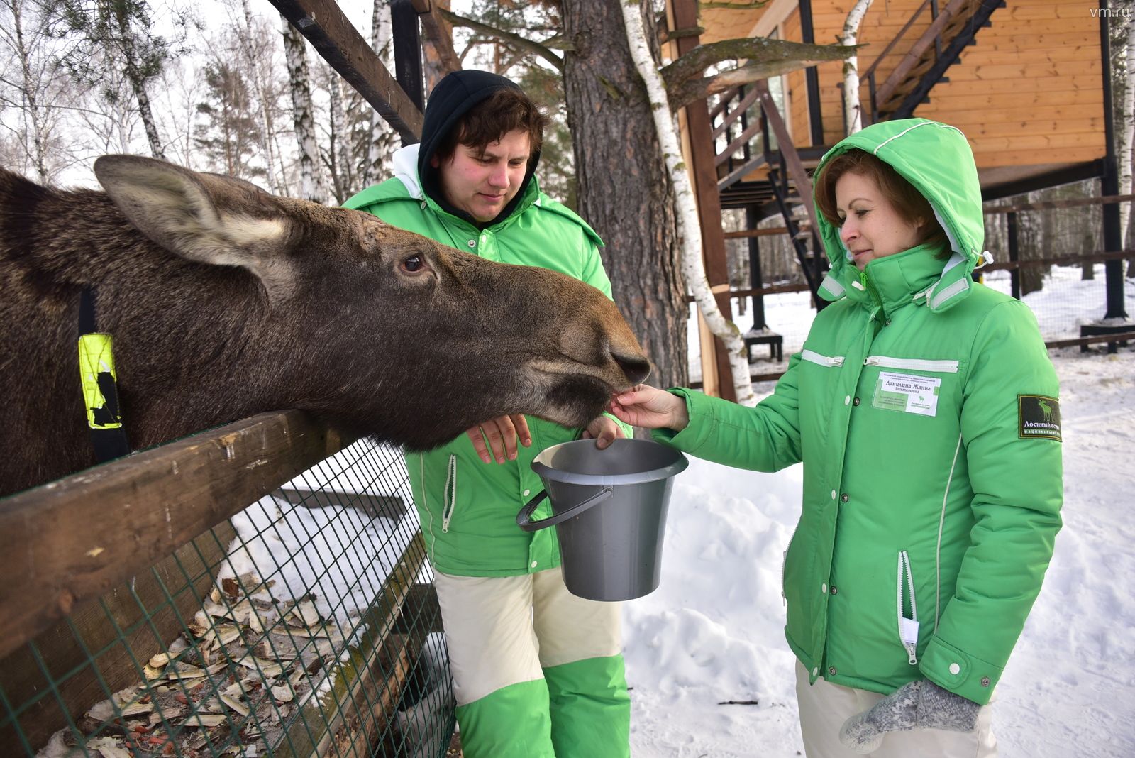 Лосиный остров картинки
