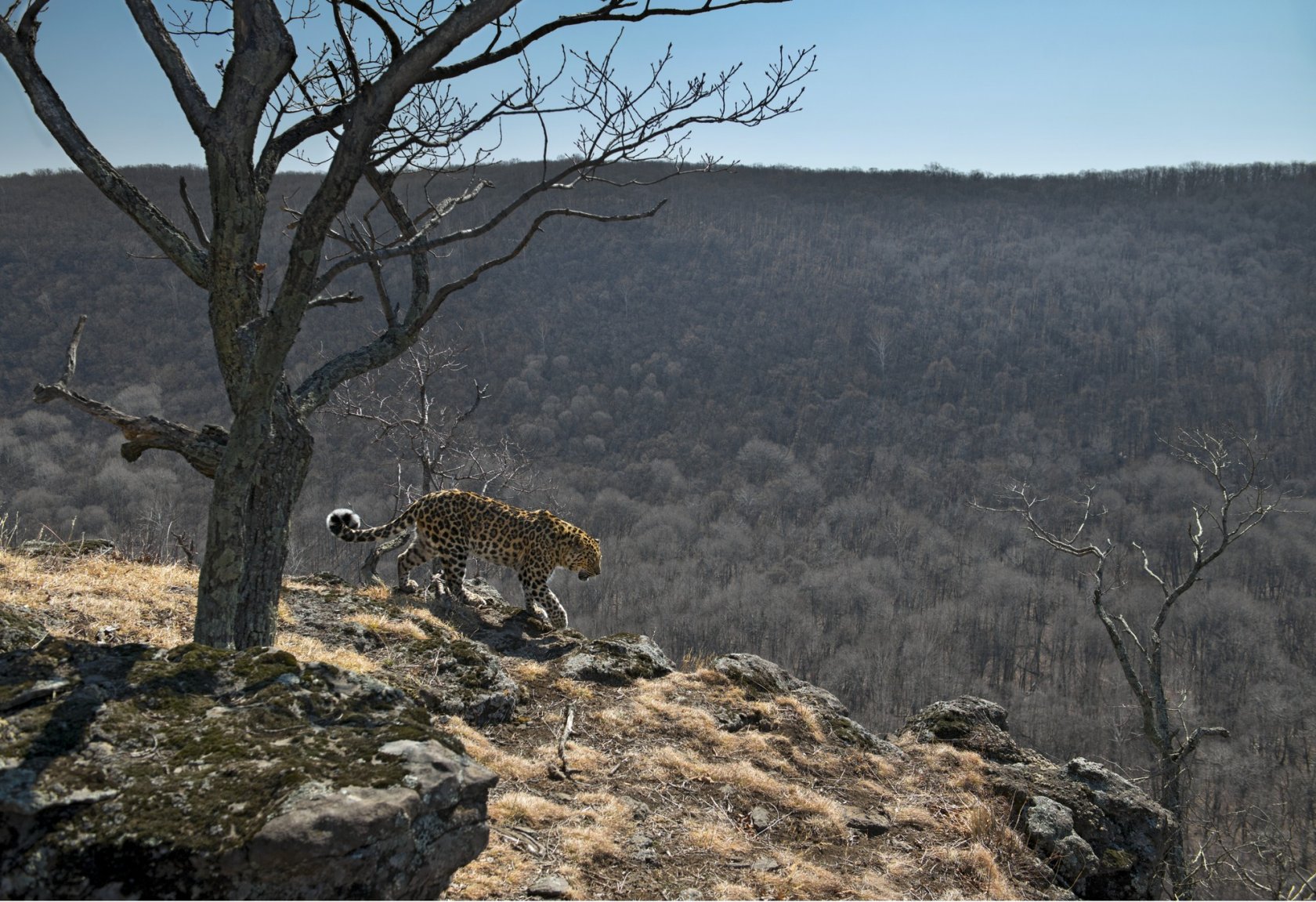 в национальном парке земля леопарда
