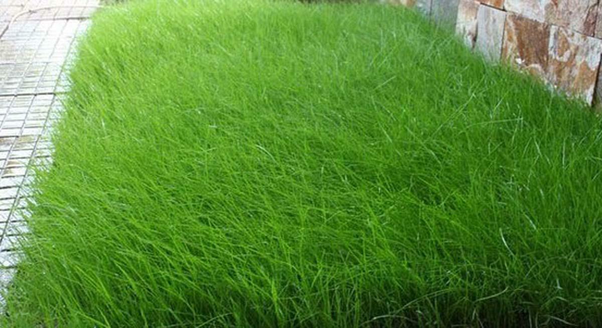 Alkali Sacaton Grass Seed