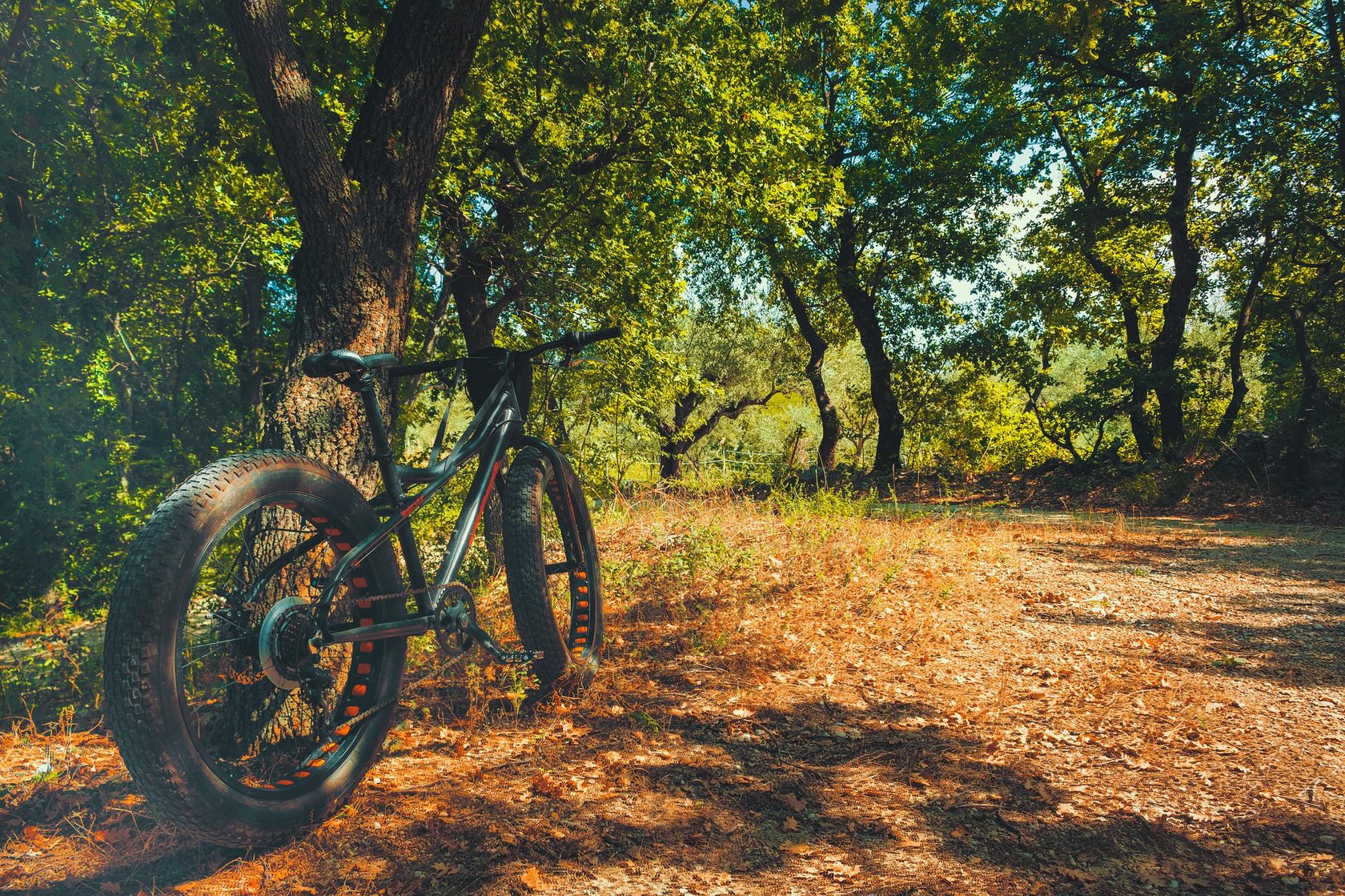 Велосипед в лесу без людей красивые фото