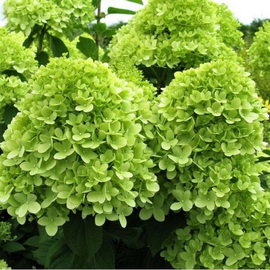 Гортензия метельчатая Мохито Hydrangea paniculata Mojito