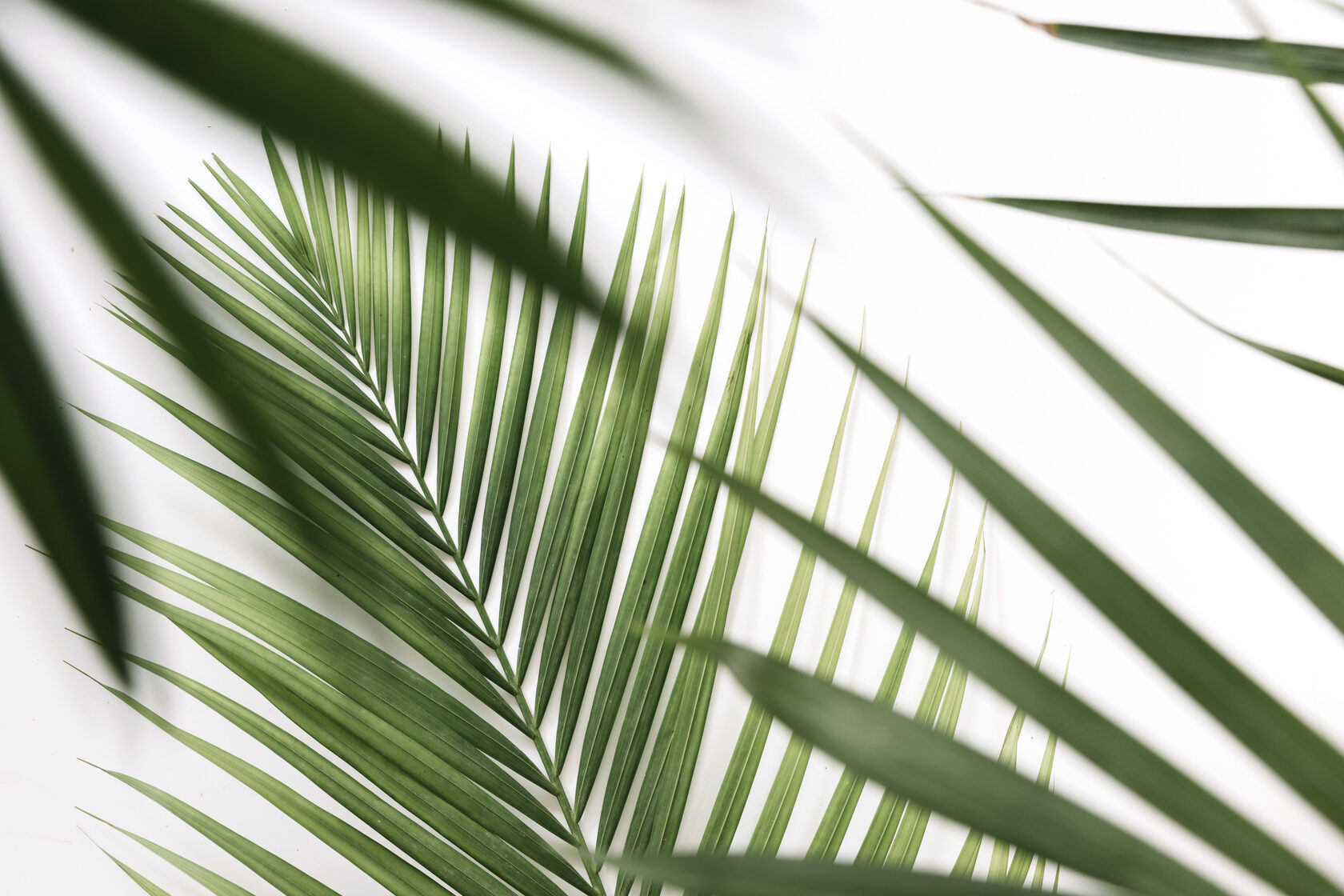 Ветка пальмы на белом фоне