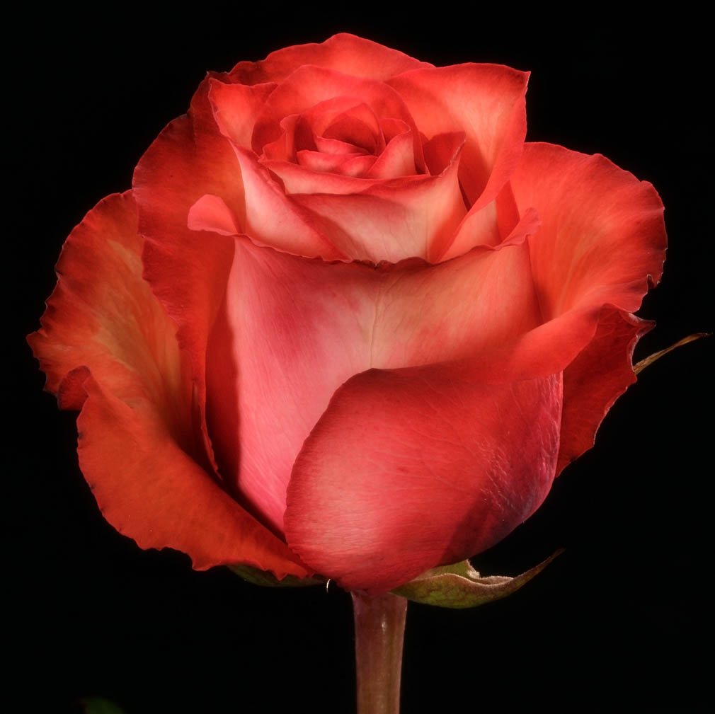 Роза Эквадор игуана