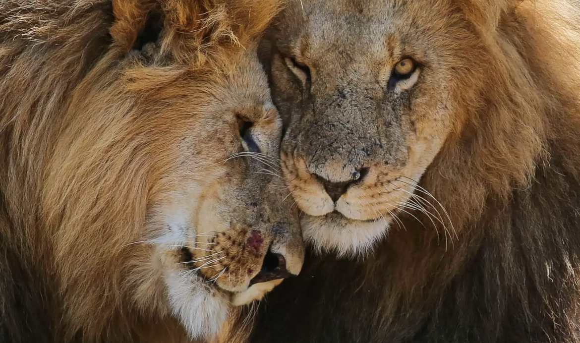 Львы братья фото