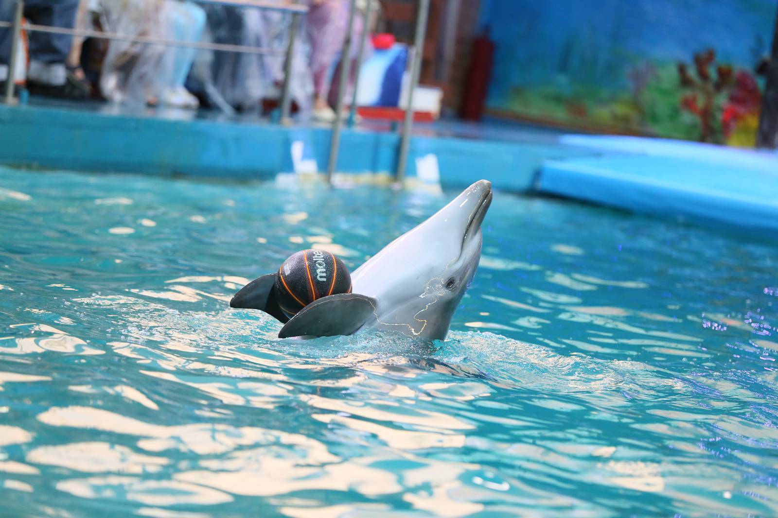 отель дельфин ярославль