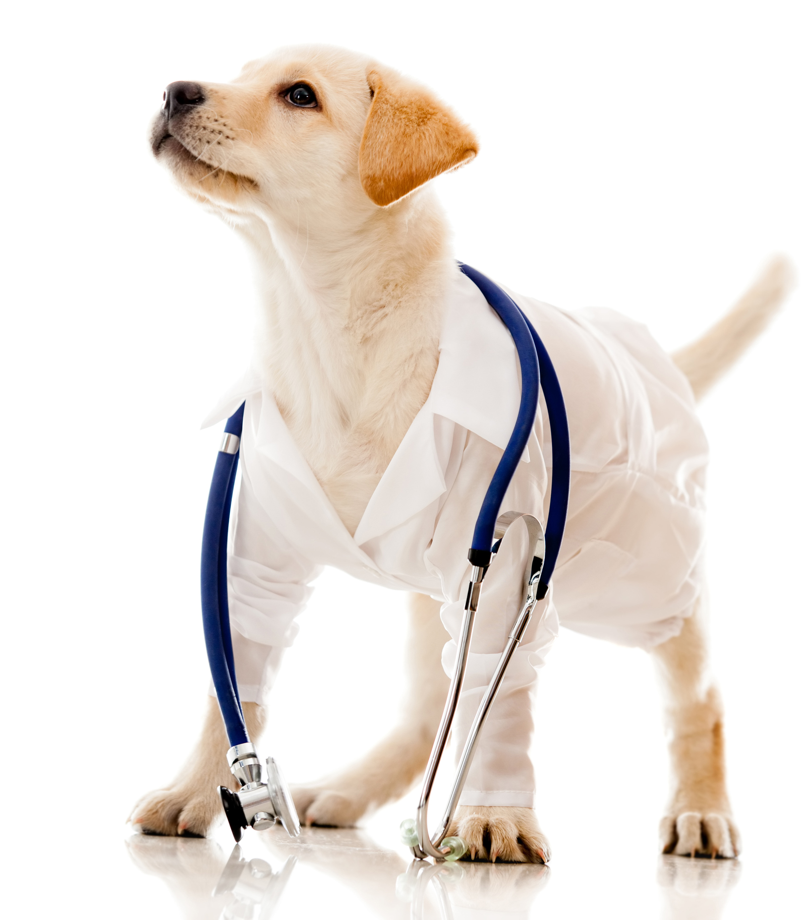 Собака врач