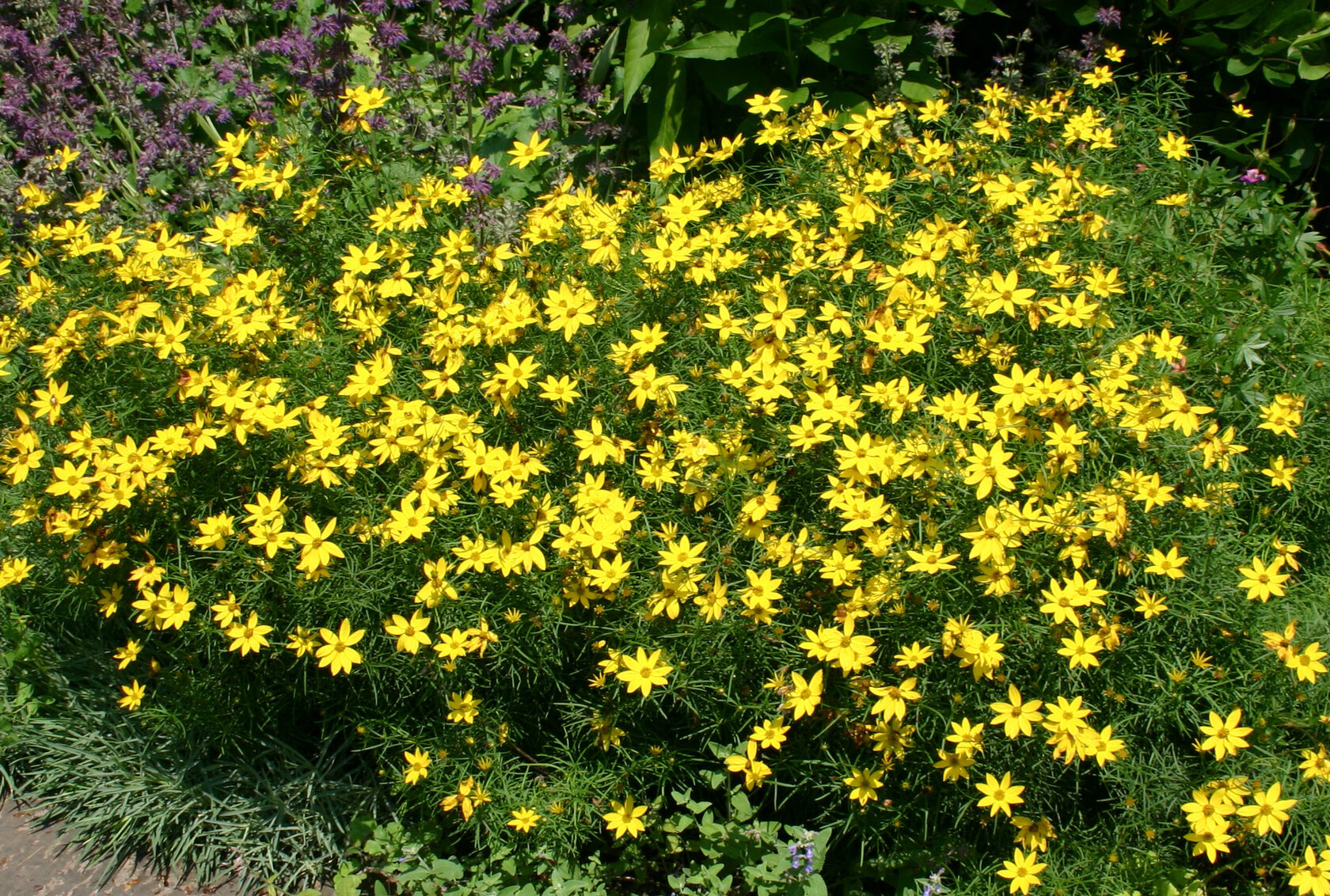 Кореопсис Coreopsis verticillata Zagreb