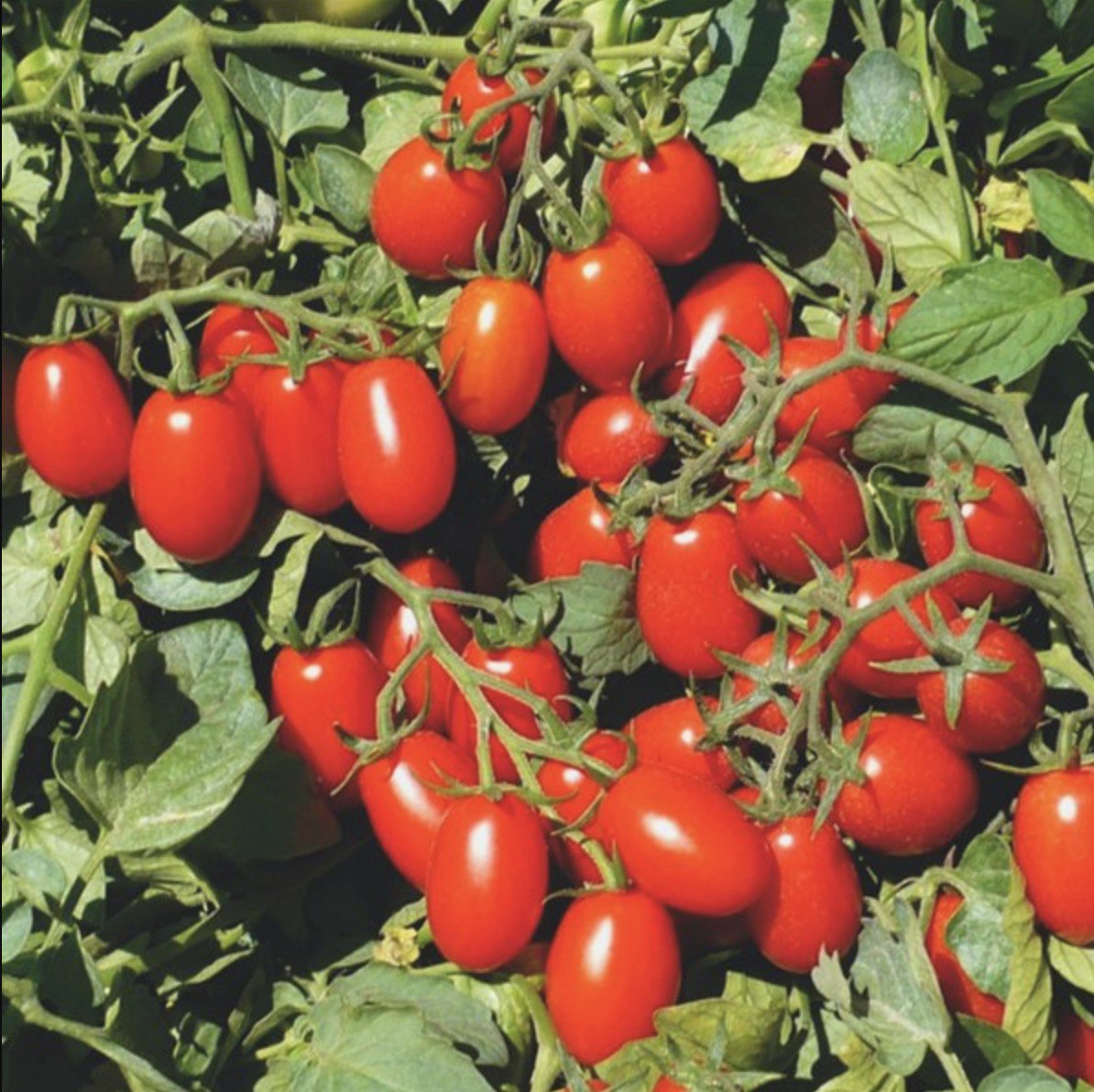 томаты сорт чудо земли фото